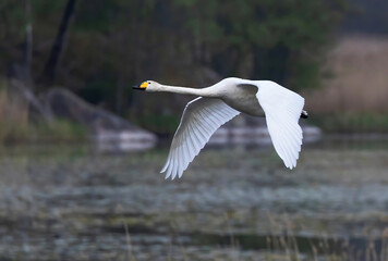 Whooper swan; (Cygnus cygnus).