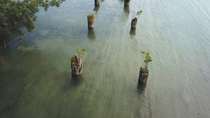 Aerial of Old Wooden Pier Poles on Clear Water Lake