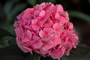 Close up of a beautiful flower in the garden at summer time