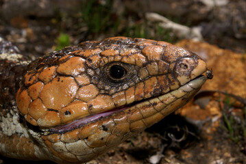 Head of Tiliqua rugosa, the western shingleback or bobtail lizard, in natural habitat near Serpentine in Western Australia