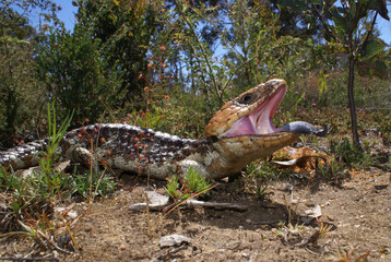 Threat display of Tiliqua rugosa with blue tongue, shingleback or bobtail lizard, in natural habitat with Drosera menziesii in Western Australia