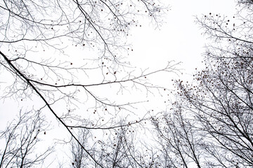 sfondo autunno/inverno, decorazione, background, desktop, design.