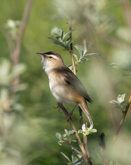 The sedge warbler (Acrocephalus schoenobaenus) is a bird that belongs to the reed warbler family.