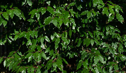 Full frame dark green evergreen bay foliage on sunny winters day