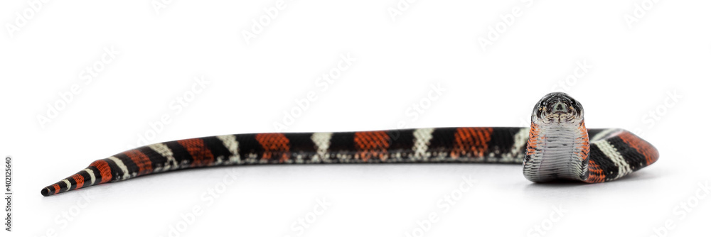 Poster tri-color hognose aka xenodon pulcher snake. isolated on white background.