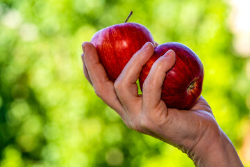 female hand holding an apple on nature background