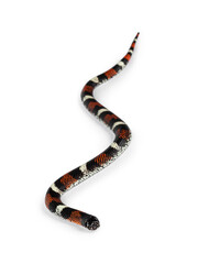 Naklejka premium Tri-color hognose aka Xenodon pulcher snake. Isolated on white background.