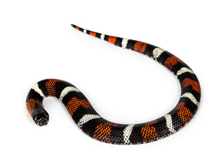 Tri-color hognose aka Xenodon pulcher snake. Isolated on white background.Tri-color hognose snake on white