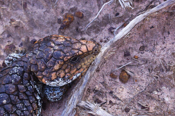 Head of Tiliqua rugosa, the western shingleback or bobtail lizard, near Cranbrook in Western Australia