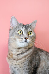 Obraz premium Portrait of a gray cat with green eyes close-up on a pink background. Cute funny curious pet...