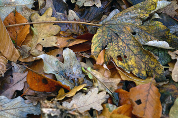 Autumn. All kind of leaves on the floor