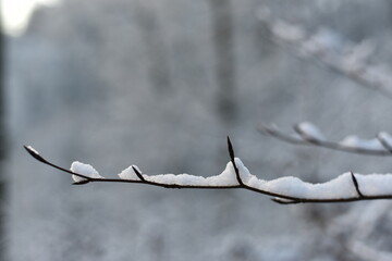 Winter wonderland. Winter nature with branches that are covered with snow. Trees cold fresh air. Blurred clear background.