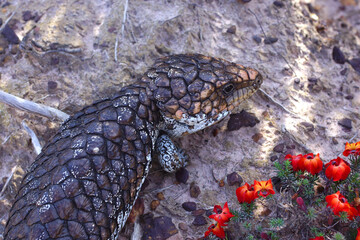 Tiliqua rugosa, the western shingleback or bobtail lizard, near Cranbrook in Western Australia
