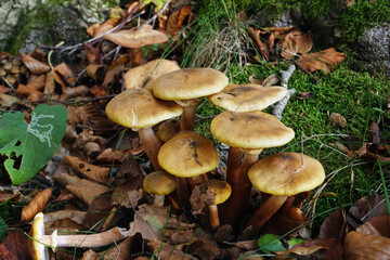 Autumn.A bunch of yellow fungi 