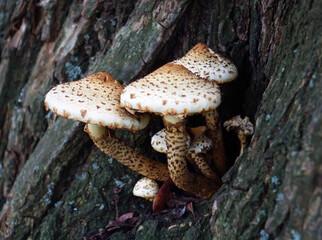 Autumn. Close-up of three fungi