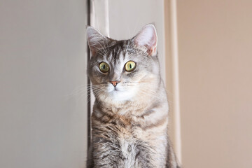 Portrait of a gray cat with green eyes close-up. Cute funny curious pet..