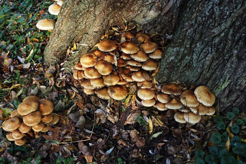 Autumn. Yellow brown fungus on a trunk