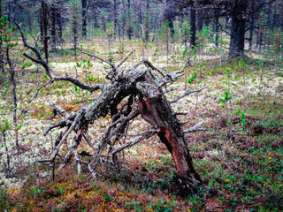 Fabulous Northern forest. Snag of a mystical bizarre shape.