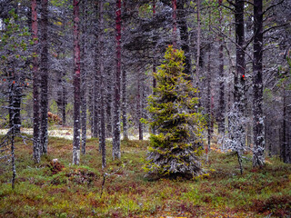 Fabulous Northern forest. Fir-tree covered with moss.Natural background