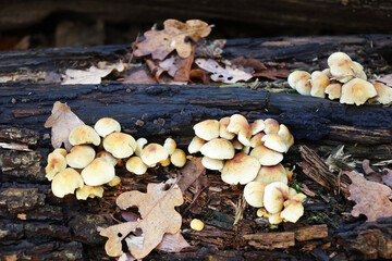 Autumn. Yellow fungus on a trunk