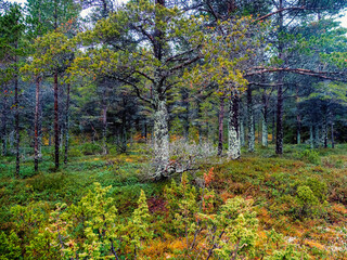 Trees covered with moss. Fabulous Northern forest. Natural background. Deep forest on the Kola Peninsula