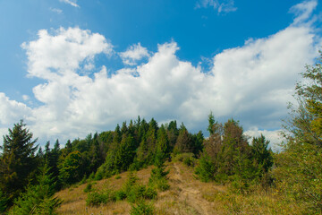 Fototapeta na wymiar mountain forest summer landscape with touristic route between pine trees June clear weather day time environment space scenic view