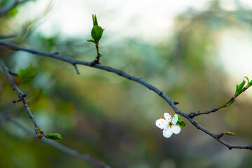blossom white flower on tree bare branch March spring season time scenic view with blurred background