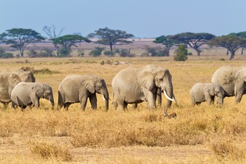Naklejka na ściany i meble Elefantenherde in der Serengeti