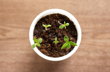 sprouting green marijuana flowers from soil close up
