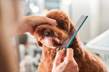 Woman combing fur of the labradoodle dog - obrazy, fototapety, plakaty