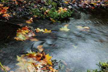 autumn