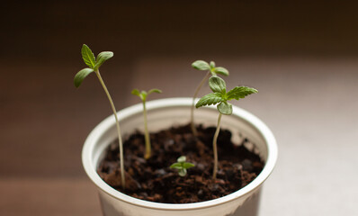 sprouting little marijuana flowers in pot close up
