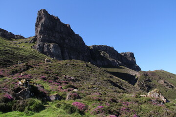 landscape with flowers