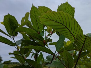 kratom plant (Mitragyna speciosa) grows wild in tropical Kalimantan