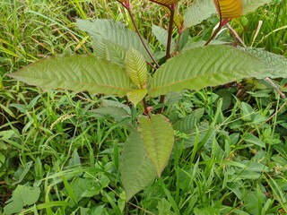 kratom plant (Mitragyna speciosa) grows wild in tropical Kalimantan
