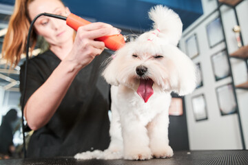Maltipoo yawns while professional groomer shearing her wool