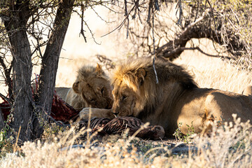 León y leona comiendo una cebra.