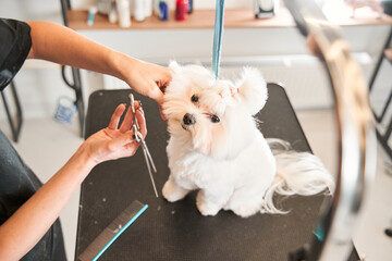 Maltipoo dog sitting at the table while being haircut