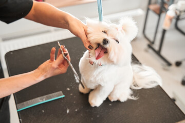 Hairdresser holding scissors near the dog