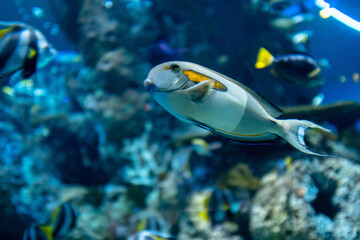 Plakat fish in aquarium