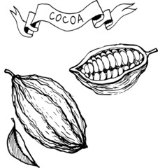 Cocoa, chocolate, beans. Graphic hand-drawn illustration, vector. Sweets, dessert. Print, textiles. Separate elements on a white background.