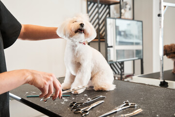 Happy satisfied maltipoo dog sitting at the table