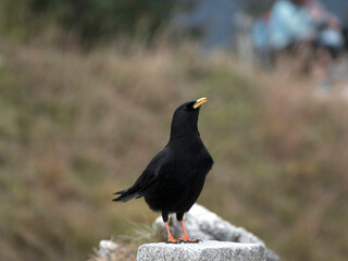 Black jackdaw (Corvus monedula) in the mountains