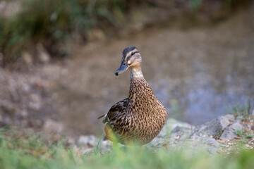 Female mallard (Anas platyrhynchos) duck on a lake