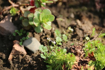 flowers, park, greenery, nature, lawns, garden, courtyard, crocuses, tulips, daffodils, spring