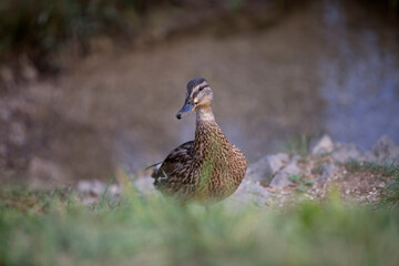 Female mallard (Anas platyrhynchos) duck on a lake
