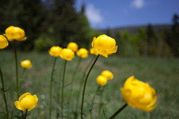 Obraz premium European troll flower