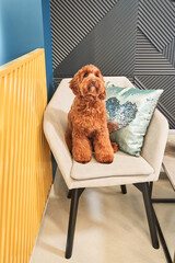 Cute apricot labradoodle dog sitting on the armchair