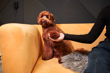 Calm clever labradoodle dog sitting on comfortable sofa