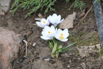 flowers, park, greenery, nature, lawns, garden, courtyard, crocuses, tulips, daffodils, spring